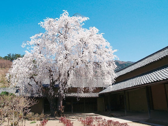 田中本家博物館（4月頃）