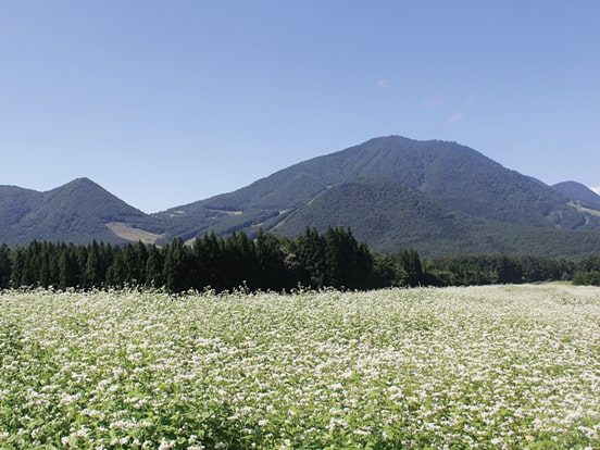 八丁原そば畑（9月頃）　Ⓒ長野県山ノ内町