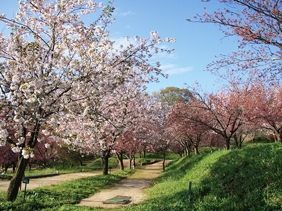 花の丘公園　写真提供：伊那市観光協会