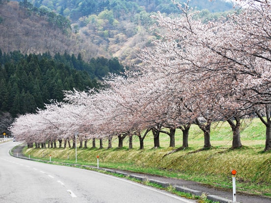 高瀬の桜並木