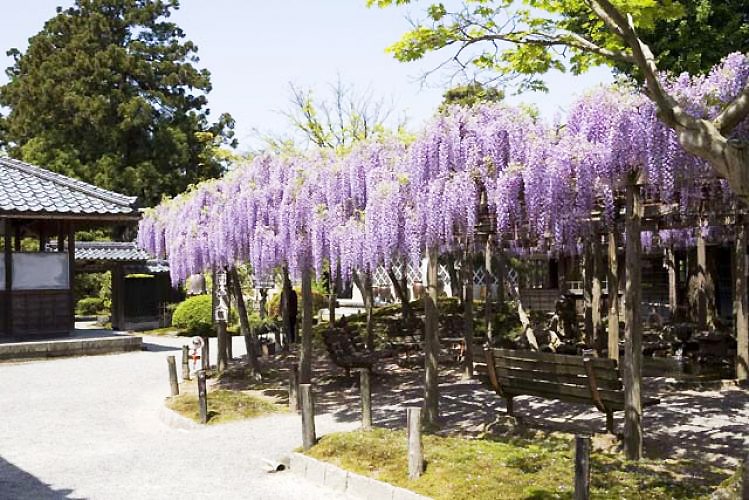 写真：新潟観光コンベンション協会