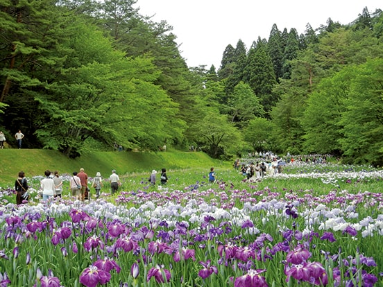 写真：（一社）新発田市観光協会