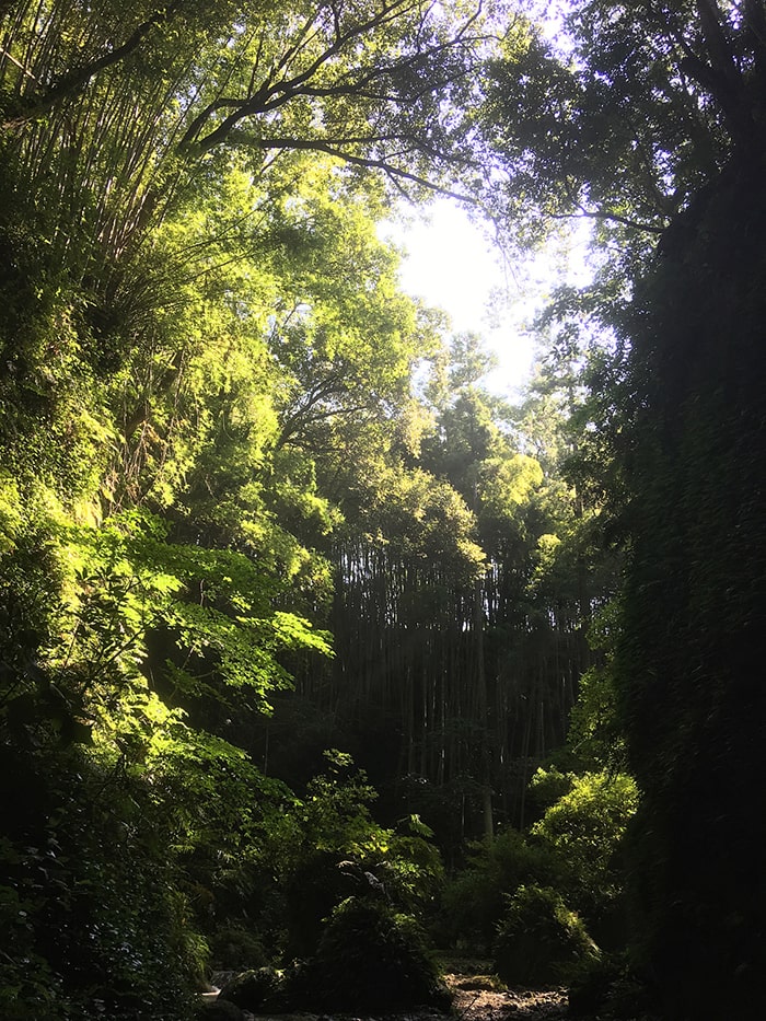 伊尾木洞