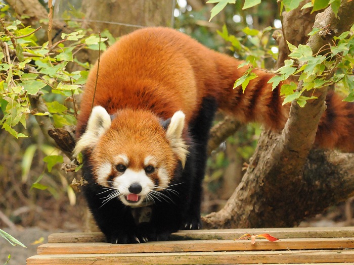 高知県立のいち動物公園