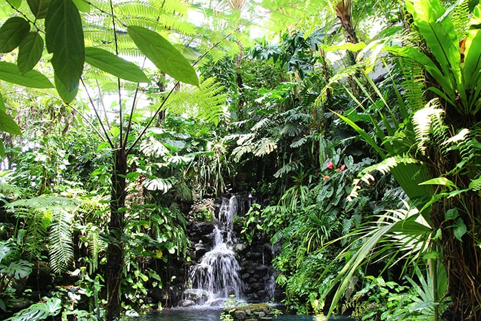 画像：高知県立牧野植物園提供