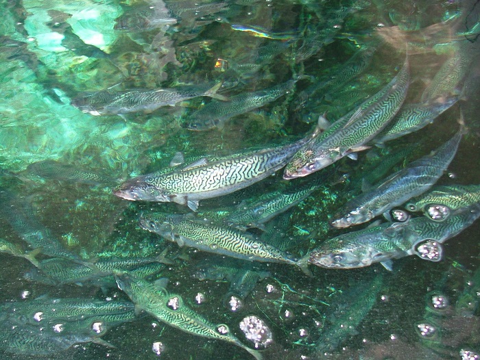 清水さば　写真提供:高知県観光コンベンション協会