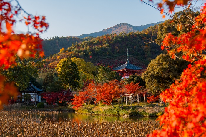 大覚寺と大沢池(秋) 写真提供：旧嵯峨御所 大本山大覚寺