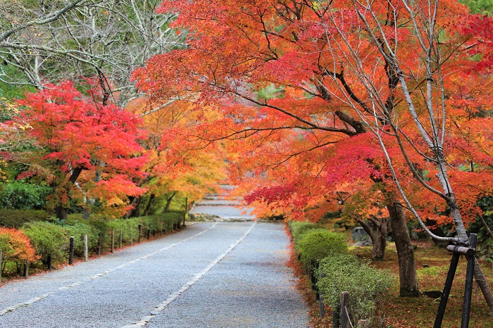 秋　参道　写真提供：二尊院