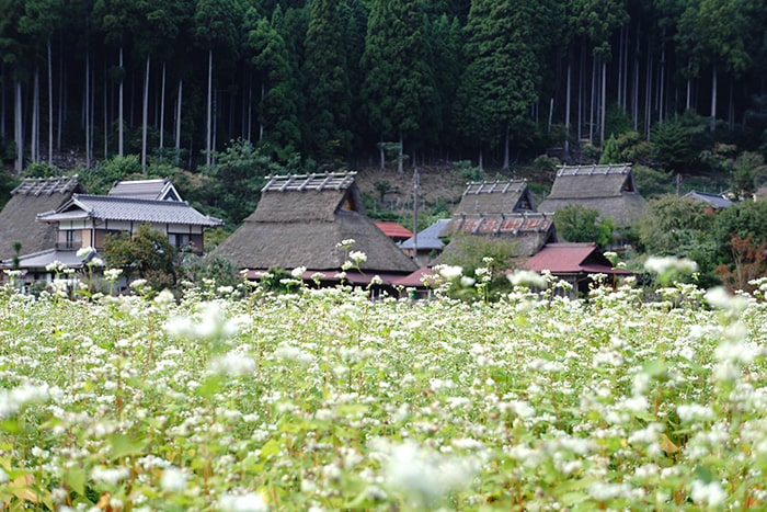 美山かやぶきの里 北村