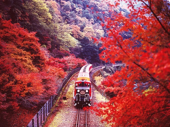 嵯峨野トロッコ列車（11月頃）