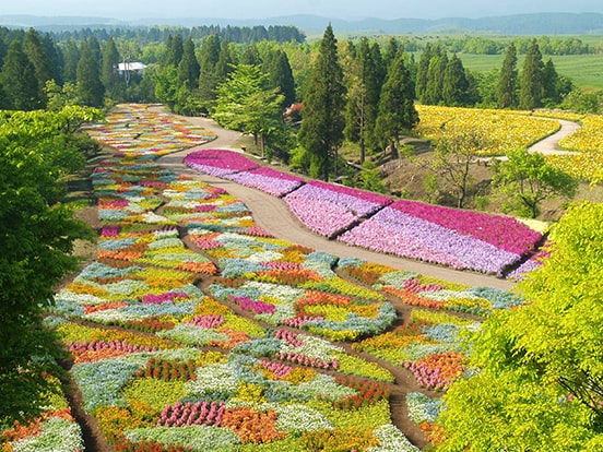 くじゅう花公園・春彩の畑（4月下旬～5月下旬頃）