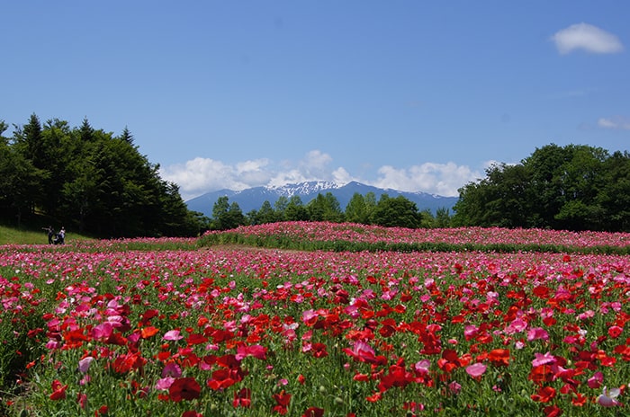 国営みちのく杜の湖畔公園