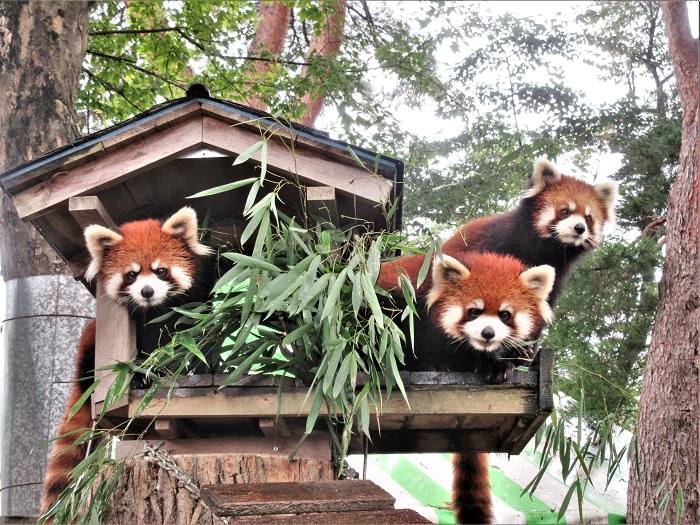 八木山動物公園フジサキの杜