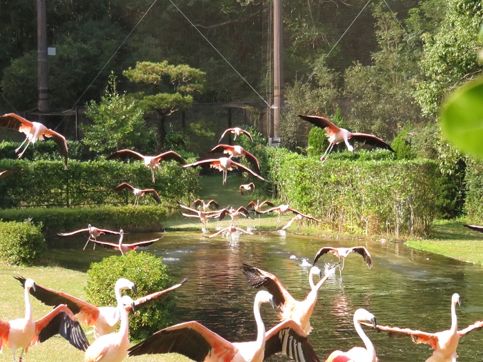 宮崎市フェニックス自然動物園