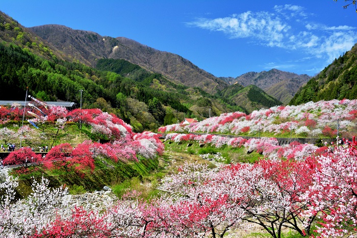 花桃まつり（4月中旬〜5月上旬頃、その年の開花状況により変動します）