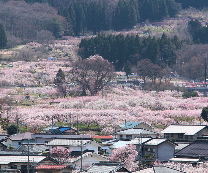 あんずの里　(C)信州千曲観光局