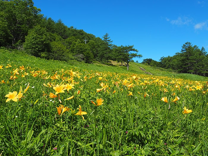 高峰高原　写真提供:（一社）こもろ観光局