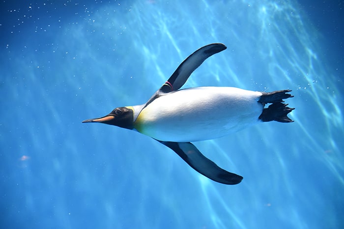 長崎ペンギン水族館