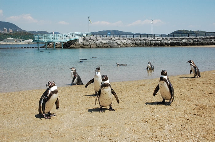 長崎ペンギン水族館