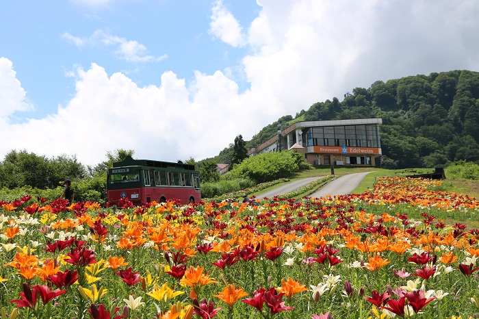 高山植物園アルプの里