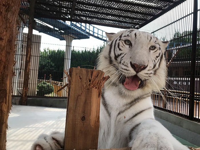 池田動物園