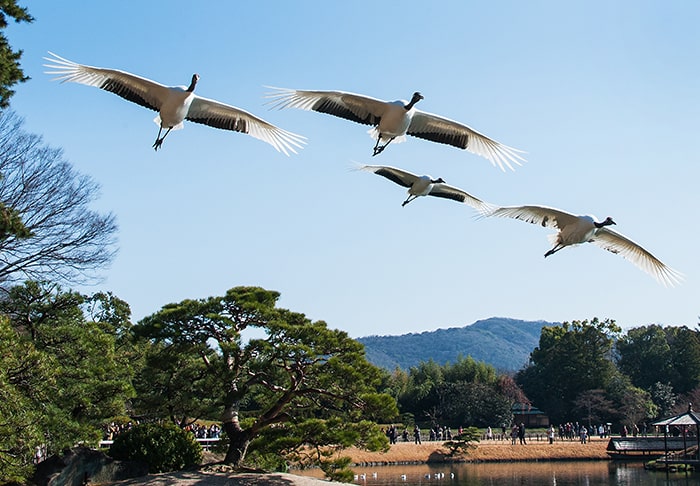 岡山後楽園