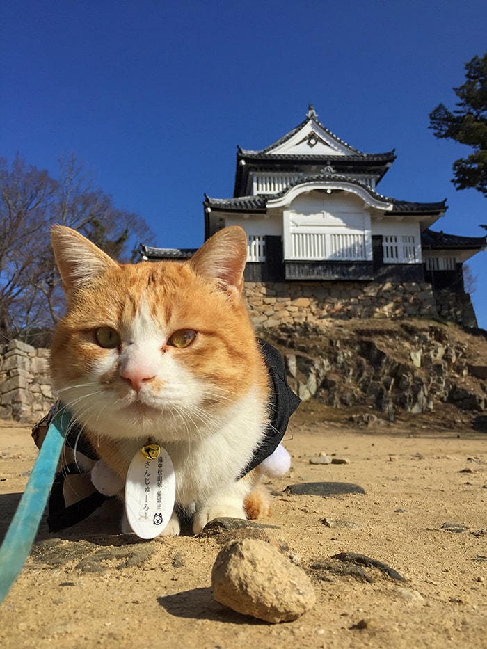 猫城主さんじゅーろー