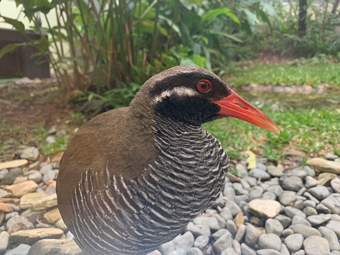 安田くいなふれあい公園 ヤンバルクイナ生態展示学習施設 クイナの森