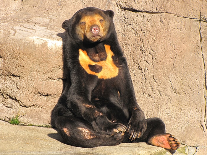 天王寺動物園　マレーグマ