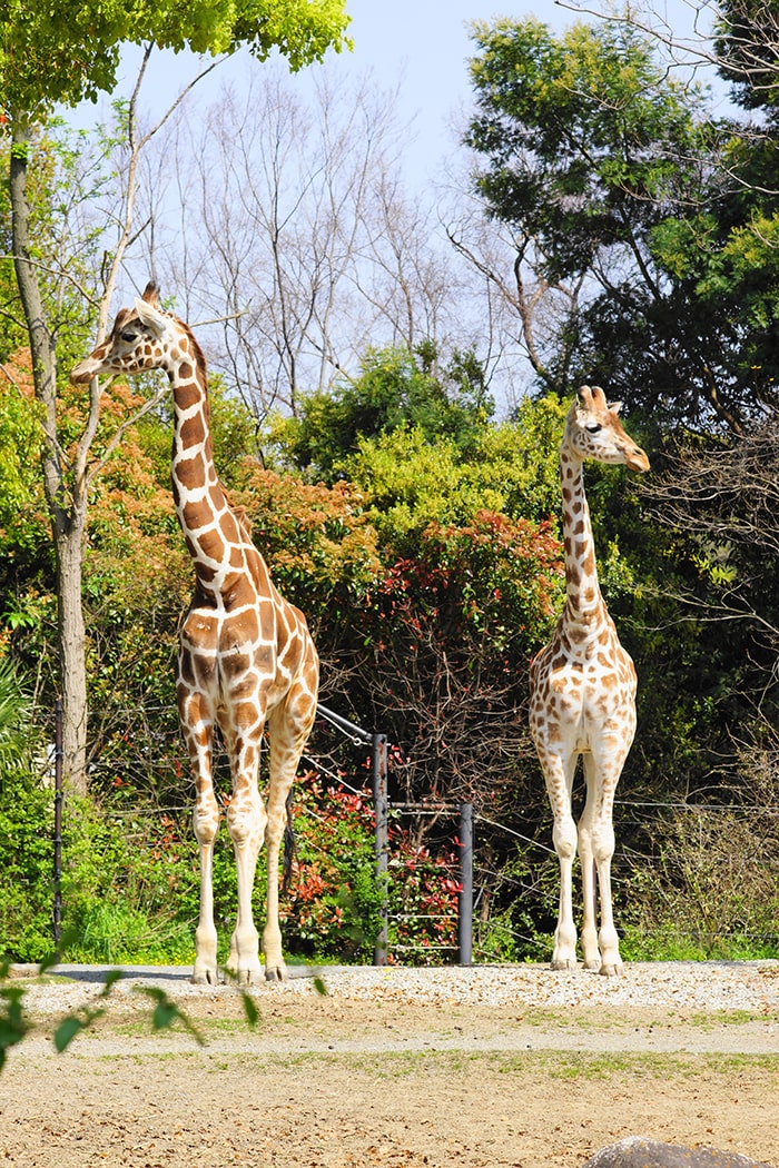 天王寺動物園　キリン