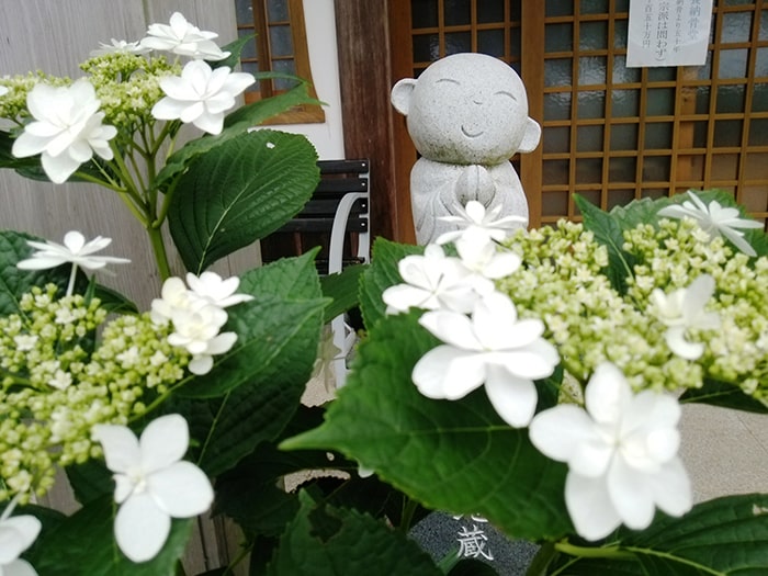 天空のあじさい寺 大聖寺