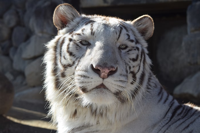 東武動物公園