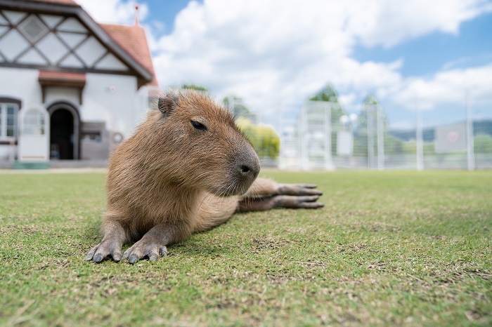 滋賀農業公園ブルーメの丘