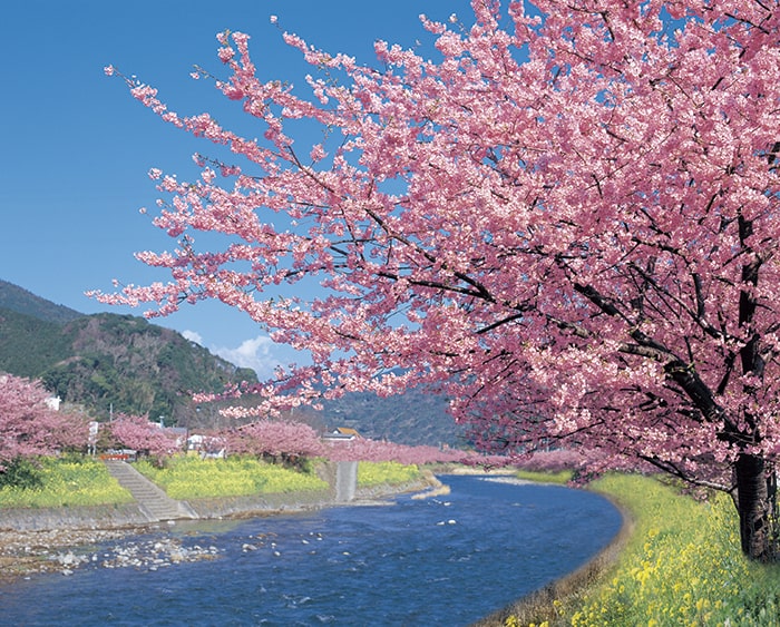 河津桜