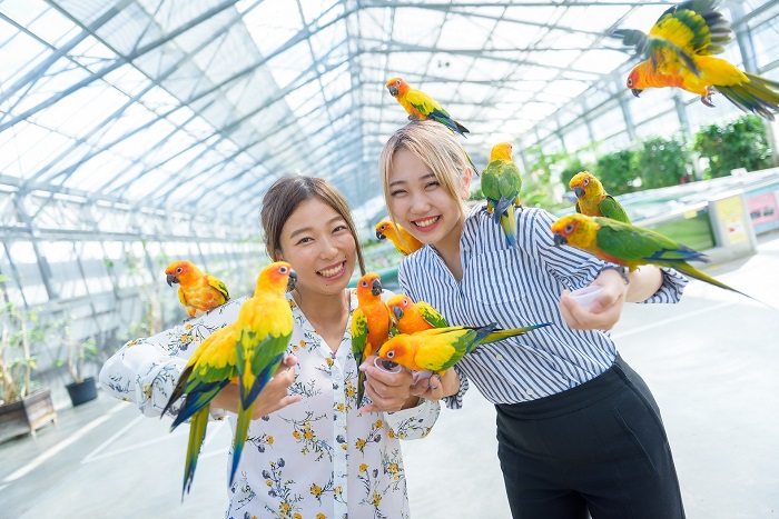 掛川花鳥園　コガネメキシコ