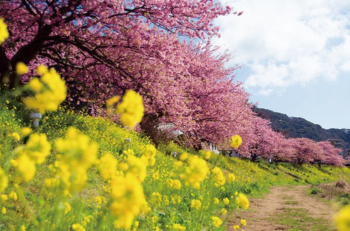 みなみの桜と菜の花まつり