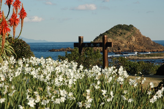 爪木崎の水仙　写真提供：静岡県観光協会