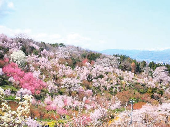 花見山公園（4月頃）