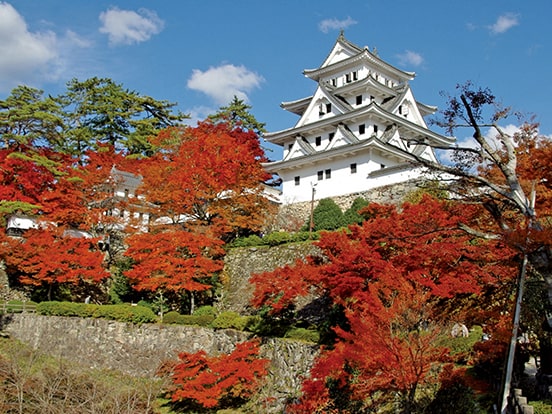 郡上八幡城（11月頃）