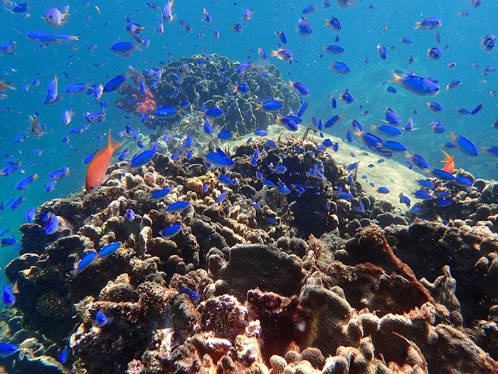 海中観光船ブルーマリン