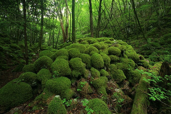 山犬嶽