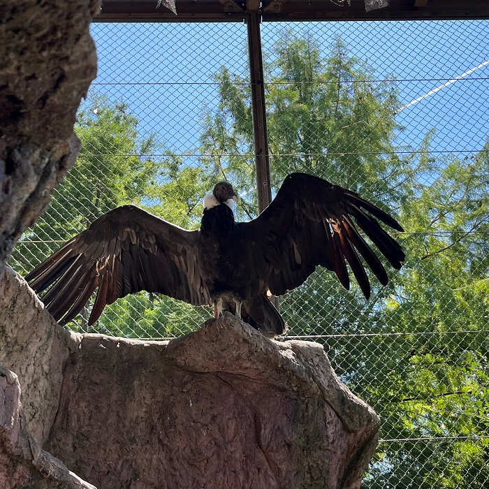 とくしま動物園STELLA PRESCHOOL ANIMAL KINGDOM