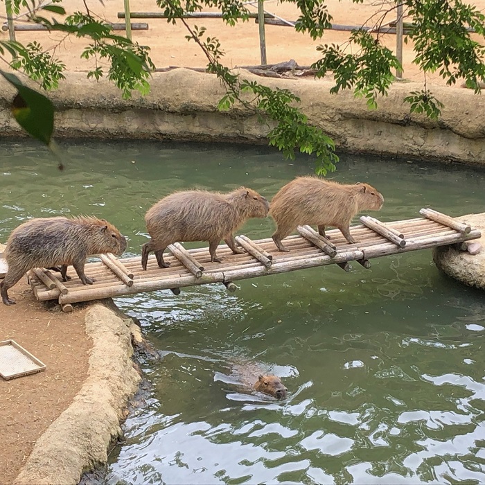 とくしま動物園STELLA PRESCHOOL ANIMAL KINGDOM