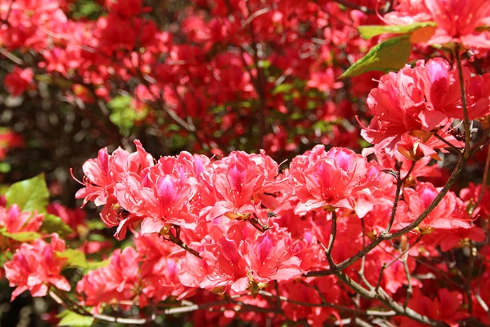 船窪つつじ公園