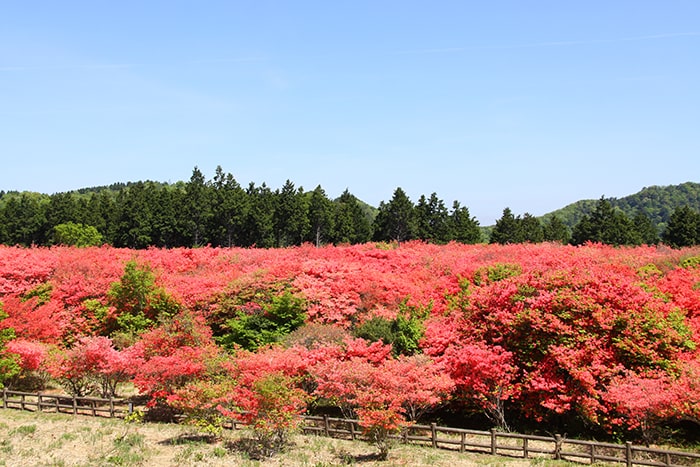 船窪つつじ公園