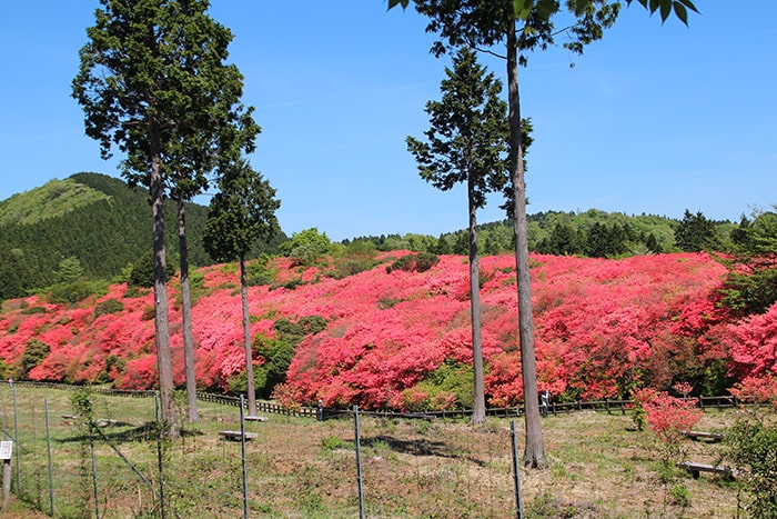 船窪つつじ公園