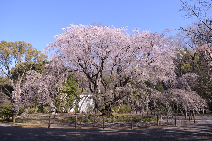 写真提供：公益財団法人東京都公園協会