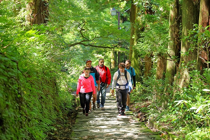 大山ブナの森ウォーク　©一般社団法人 大山観光局