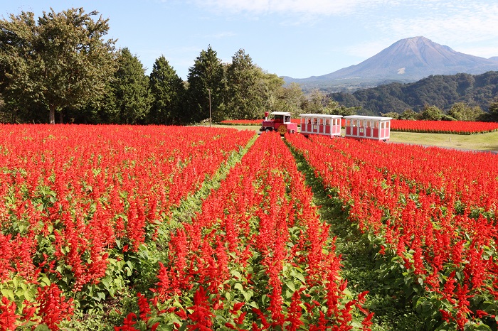 とっとり花回廊