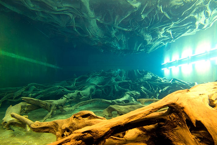 魚津埋没林博物館